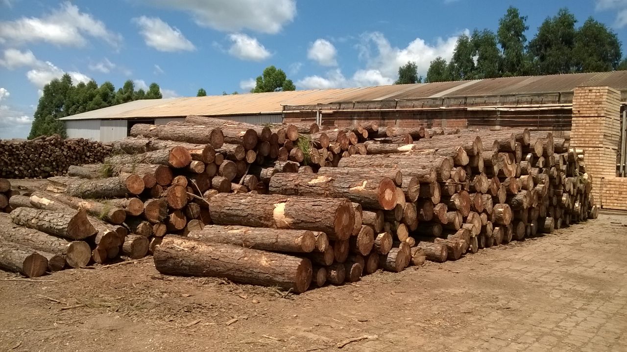 Pine logs Brasil 3