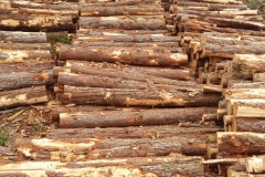 Raw Logs