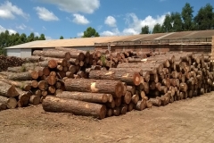 Pine logs Brasil 3