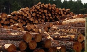 Raw logs
