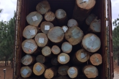 Ash logs 2